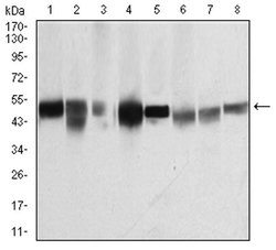 Invitrogen TUBB1 Monoclonal Antibody (2A1A9) 100 &mu;L; Unconjugated:Antibodies,