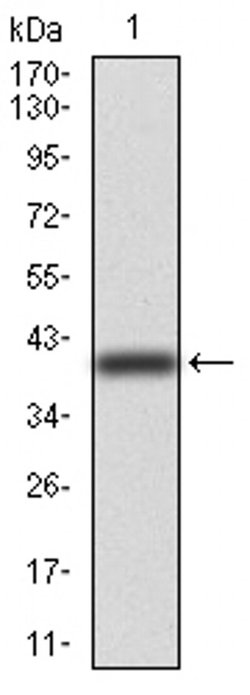 Invitrogen TUBB1 Monoclonal Antibody (2A1A9) 100 &mu;L; Unconjugated:Antibodies,