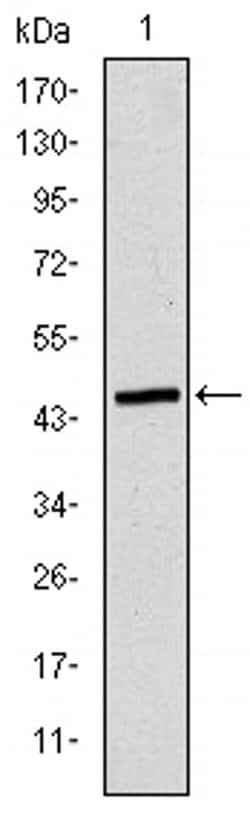 Invitrogen TUBE1 Monoclonal Antibody (5F3B7) 100 &mu;L; Unconjugated:Antikörper