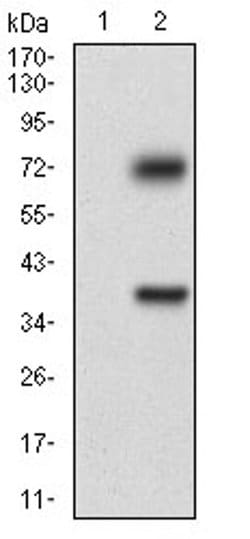 Invitrogen TUBE1 Monoclonal Antibody (7G3B2) 100 &mu;L; Unconjugated:Antibodies,