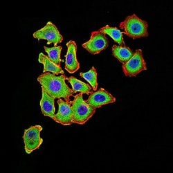 Invitrogen UCP3 Monoclonal Antibody (6B8C6) 100 &mu;L; Unconjugated:Antibodies,