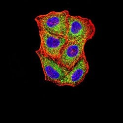 Invitrogen SELS Monoclonal Antibody (5G4A10) 100 &mu;L; Unconjugated:Antibodies,