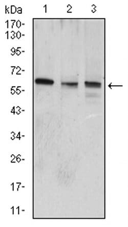 Invitrogen WNT3A Monoclonal Antibody (1E6G4) 100 &mu;L; Unconjugated:Antikörper