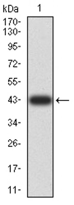 Invitrogen XRN2 Monoclonal Antibody (9F7G11) 100 &mu;L; Unconjugated:Antibodies,