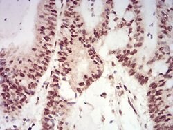 Invitrogen XRN2 Monoclonal Antibody (7C5B10) 100 &mu;L; Unconjugated:Antibodies,