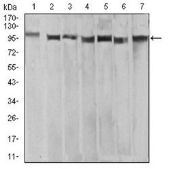 Invitrogen XRN2 Monoclonal Antibody (7C5B10) 100 &mu;L; Unconjugated:Antibodies,