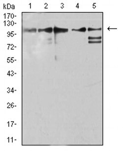 Invitrogen ZFP91 Monoclonal Antibody (7G11H2) 100 &mu;L; Unconjugated:Antibodies,
