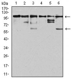 Invitrogen ZFP91 Monoclonal Antibody (8C3D5) 100 &mu;L; Unconjugated:Antibodies,