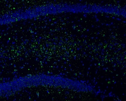 Invitrogen LRP1 Recombinant Rabbit Monoclonal Antibody (SA0290) 100 &mu;L;