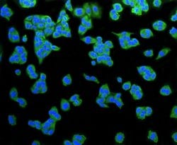 Invitrogen LRP1 Recombinant Rabbit Monoclonal Antibody (SA0290) 100 &mu;L;
