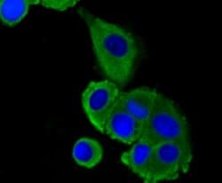 Invitrogen LRP1 Recombinant Rabbit Monoclonal Antibody (SA0290) 100 &mu;L;