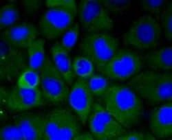Invitrogen LRP1 Recombinant Rabbit Monoclonal Antibody (SA0290) 100 &mu;L;