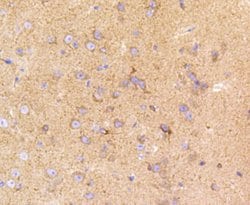 Invitrogen LRP1 Recombinant Rabbit Monoclonal Antibody (SA0290) 100 &mu;L;