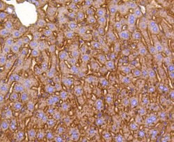 Invitrogen LRP1 Recombinant Rabbit Monoclonal Antibody (SA0290) 100 &mu;L;
