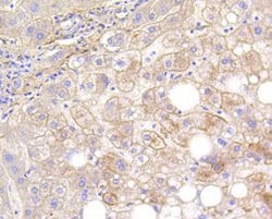 Invitrogen LRP1 Recombinant Rabbit Monoclonal Antibody (SA0290) 100 &mu;L;