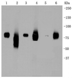 Invitrogen LRP1 Recombinant Rabbit Monoclonal Antibody (SA0290) 100 &mu;L;