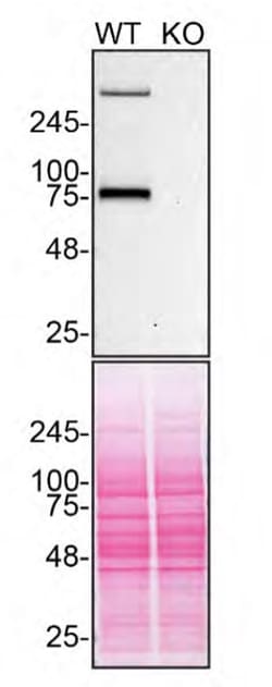 Invitrogen LRP1 Recombinant Rabbit Monoclonal Antibody (SA0290) 100 &mu;L;