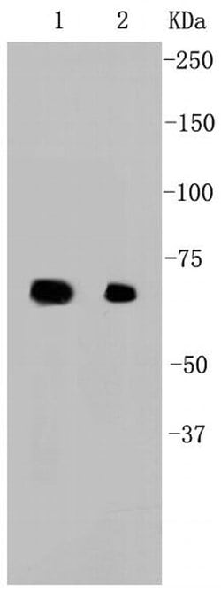 Invitrogen HSP70 Recombinant Rabbit Monoclonal Antibody (SA0379) 100 &mu;L;