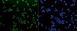 Invitrogen H3K18me1 Recombinant Rabbit Monoclonal Antibody (SA42-07) 100