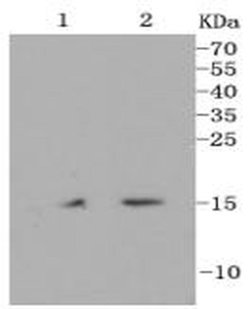 Invitrogen H3K18me1 Recombinant Rabbit Monoclonal Antibody (SA42-07) 100