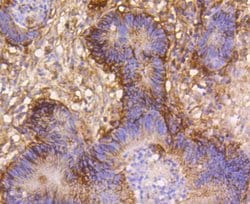 Invitrogen Integrin beta 1 (CD29) Recombinant Rabbit Monoclonal Antibody