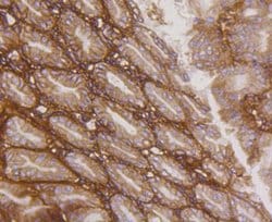 Invitrogen Integrin beta 1 (CD29) Recombinant Rabbit Monoclonal Antibody