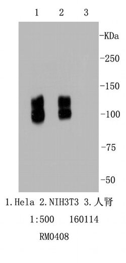Invitrogen Integrin beta 1 (CD29) Recombinant Rabbit Monoclonal Antibody