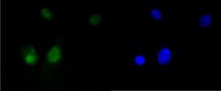Invitrogen HMGB1 Recombinant Rabbit Monoclonal Antibody (SA39-03) 100 &mu;L;