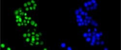 Invitrogen HMGB1 Recombinant Rabbit Monoclonal Antibody (SA39-03) 100 &mu;L;