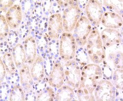 Invitrogen HMGB1 Recombinant Rabbit Monoclonal Antibody (SA39-03) 100 &mu;L;