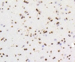 Invitrogen HMGB1 Recombinant Rabbit Monoclonal Antibody (SA39-03) 100 &mu;L;