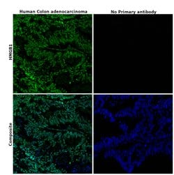 Invitrogen HMGB1 Recombinant Rabbit Monoclonal Antibody (SA39-03) 100 &mu;L;