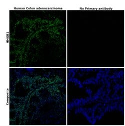 Invitrogen HMGB1 Recombinant Rabbit Monoclonal Antibody (SA39-03) 100 &mu;L;