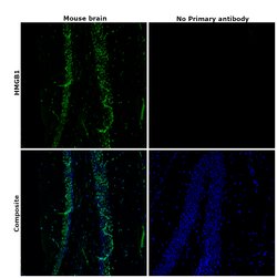 Invitrogen HMGB1 Recombinant Rabbit Monoclonal Antibody (SA39-03) 100 &mu;L;