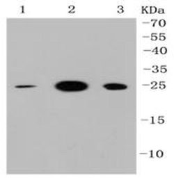 Invitrogen HMGB1 Recombinant Rabbit Monoclonal Antibody (SA39-03) 100 &mu;L;