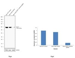 Invitrogen CD271 (NGF Receptor) Recombinant Rabbit Monoclonal Antibody (SA39-02) 100 &mu;L | Buy Online | Invitrogen&trade; | Fisher Scientific