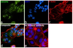 Invitrogen&trade;&nbsp;CD107b (LAMP-2) Recombinant Rabbit Monoclonal Antibody (SA46-01)