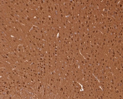 Invitrogen JNK1/JNK2/JNK3 Recombinant Rabbit Monoclonal Antibody (SA43-06)