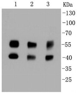 Invitrogen JNK1/JNK2/JNK3 Recombinant Rabbit Monoclonal Antibody (SA43-06)