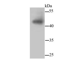 Invitrogen JNK1/JNK2/JNK3 Recombinant Rabbit Monoclonal Antibody (SA43-06)