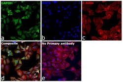 Invitrogen GAPDH Recombinant Rabbit Monoclonal Antibody (SA30-01) 100 &mu;L;