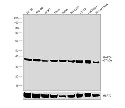 Invitrogen GAPDH Recombinant Rabbit Monoclonal Antibody (SA30-01) 100 &mu;L;