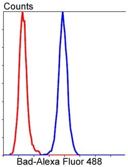 Invitrogen BAD Recombinant Rabbit Monoclonal Antibody (SA32-01) 100 &mu;L;