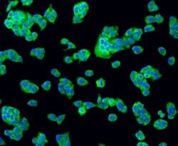 Invitrogen BAD Recombinant Rabbit Monoclonal Antibody (SA32-01) 100 &mu;L;