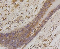 Invitrogen BAD Recombinant Rabbit Monoclonal Antibody (SA32-01) 100 &mu;L;