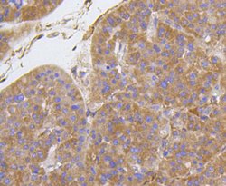 Invitrogen Integrin beta 1 (CD29) Recombinant Rabbit Monoclonal Antibody