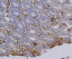 Invitrogen Integrin beta 1 (CD29) Recombinant Rabbit Monoclonal Antibody
