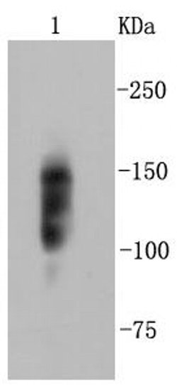 Invitrogen Integrin beta 1 (CD29) Recombinant Rabbit Monoclonal Antibody