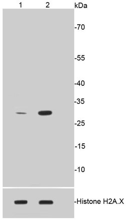 Invitrogen Phospho-Histone H1.3/H1.4 (Thr17) Recombinant Rabbit Monoclonal Antibody (SR38-03) 100 &mu;L | Buy Online | Invitrogen&trade; | Fisher Scientific