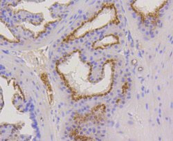 Invitrogen Cytokeratin 17 Recombinant Rabbit Monoclonal Antibody (SR45-06) 100 &mu;L | Buy Online | Invitrogen&trade; | Fisher Scientific